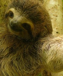 Gold Standard Forestry Project Panama