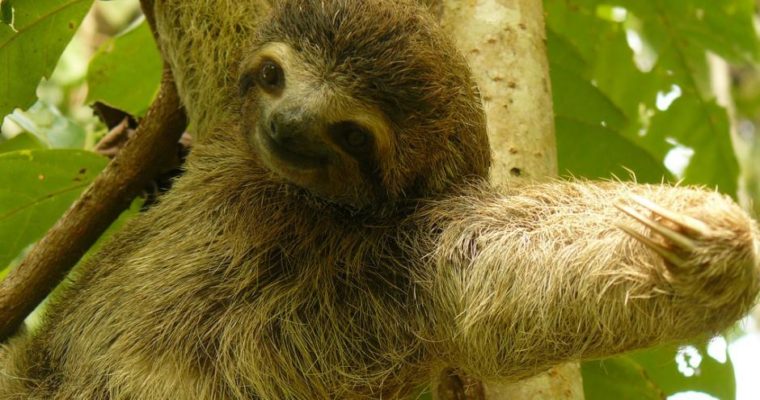 Gold Standard Forestry Project Panama