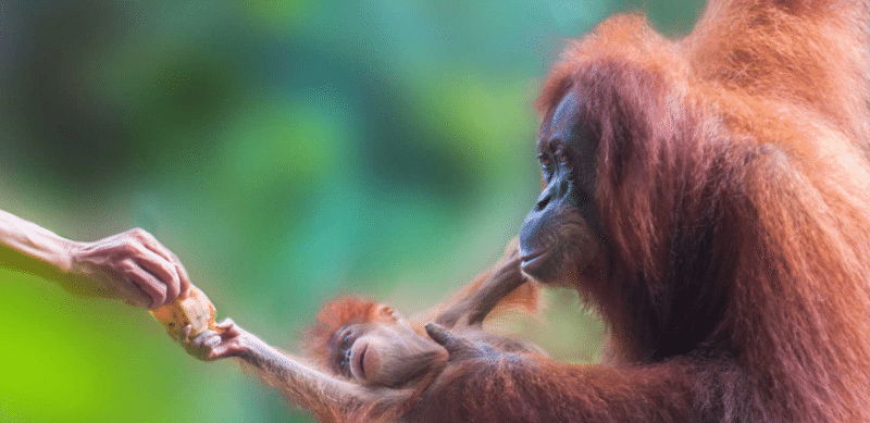 Rimba Raya REDD+ Biodiversity Reserve Project Indonesia