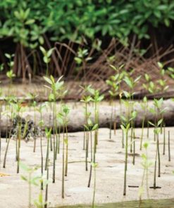 Alternative view of General Offset Portfolio