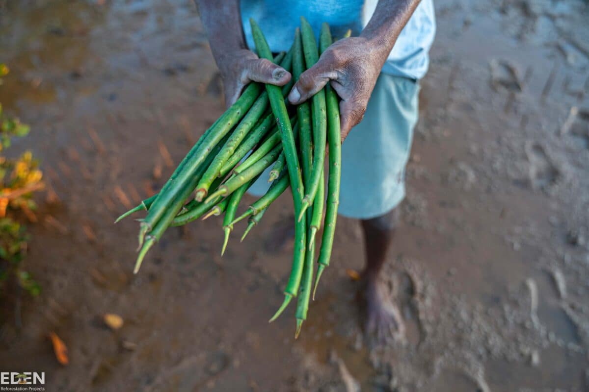 A planter for Eden Reforestation Projects holds the mangrove seeds that will be planted
