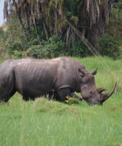 Gold Standard Clean Water and Rhino Conservation Project