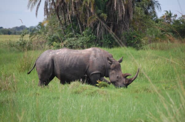 Gold Standard Clean Water and Rhino Conservation Project