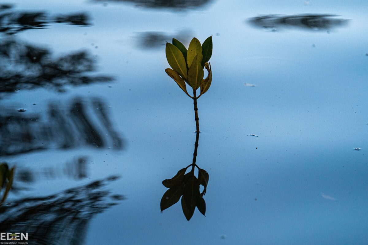 Mangrove sapling in calm water