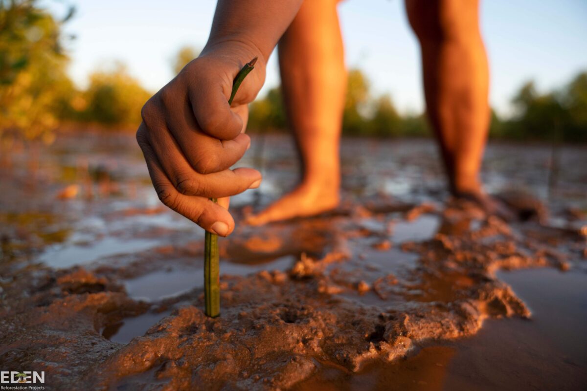 A person planting a young mangrove sapling in Mahajunga