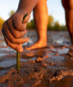 A person planting a young mangrove sapling in Mahajunga