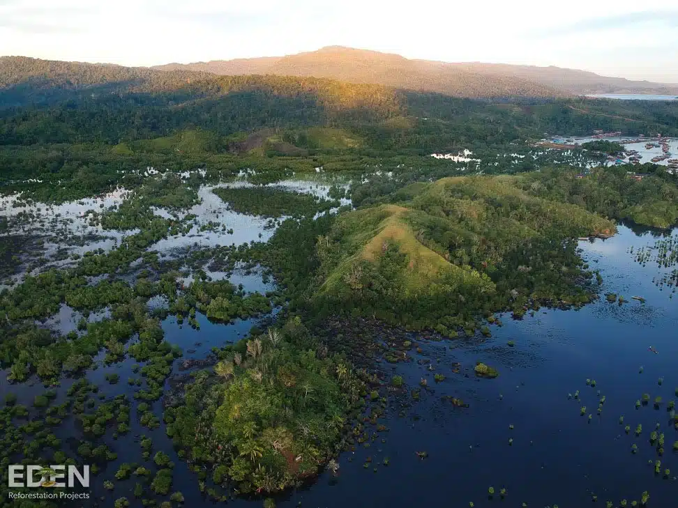 Mangrove forests, Eden Reforestation