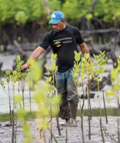 A man in a grove planting mangroves, Kenya