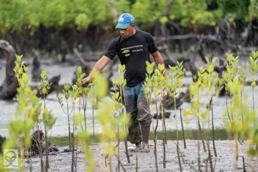 A man in a grove planting mangroves, Kenya