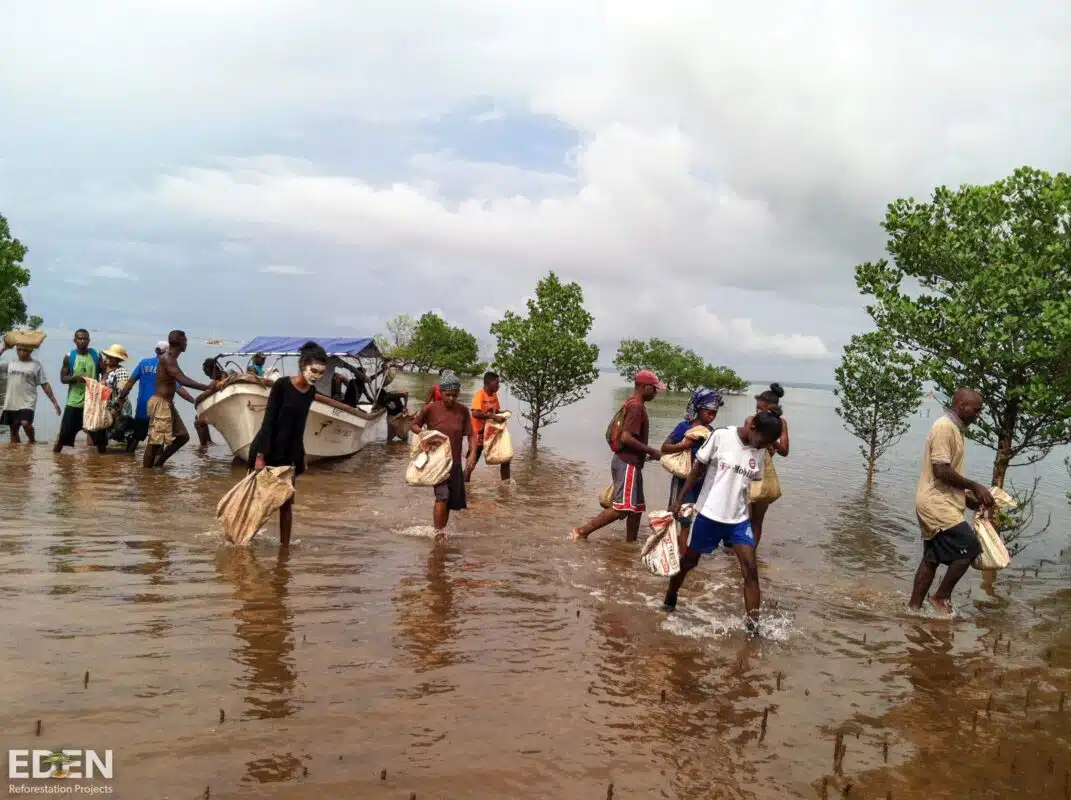 A community of people planting mangrove saplings along the coast