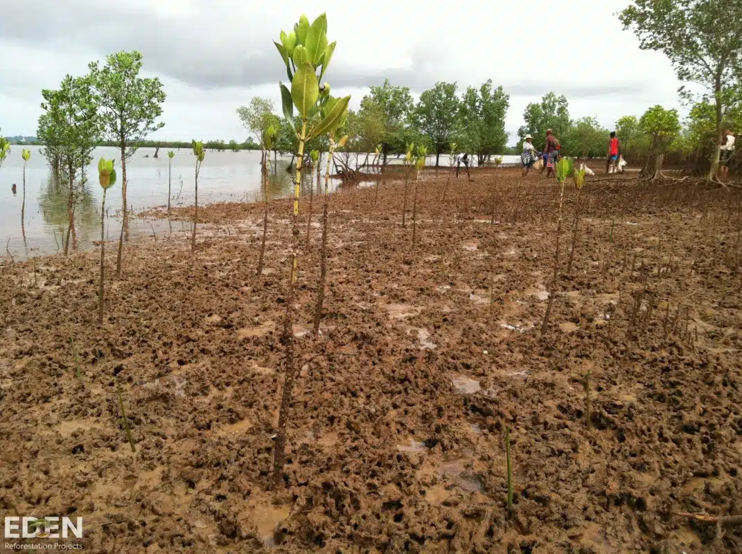 Mangrove restoration - small saplings