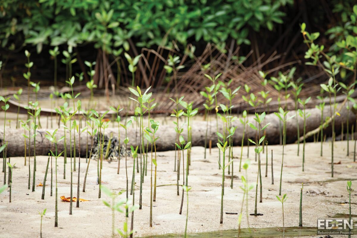 Young mangrove saplings, Indonesia