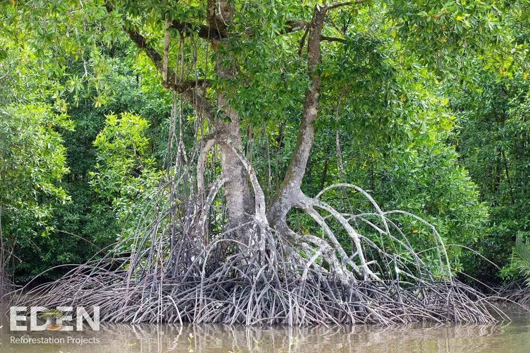 A sprawling giant mangrove tree in Indonesia