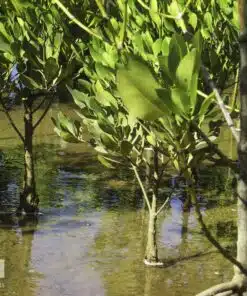 A young mangrove forest in Madagascar