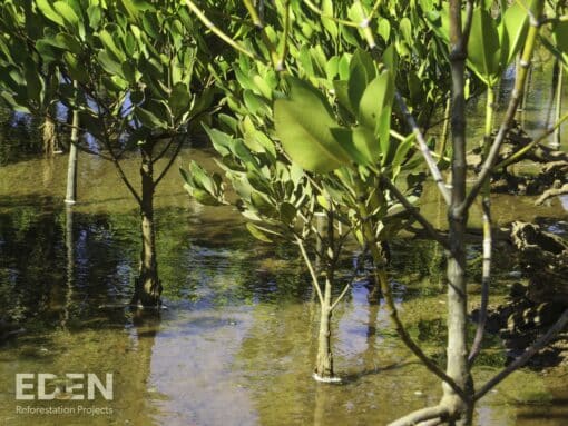 A young mangrove forest in Madagascar