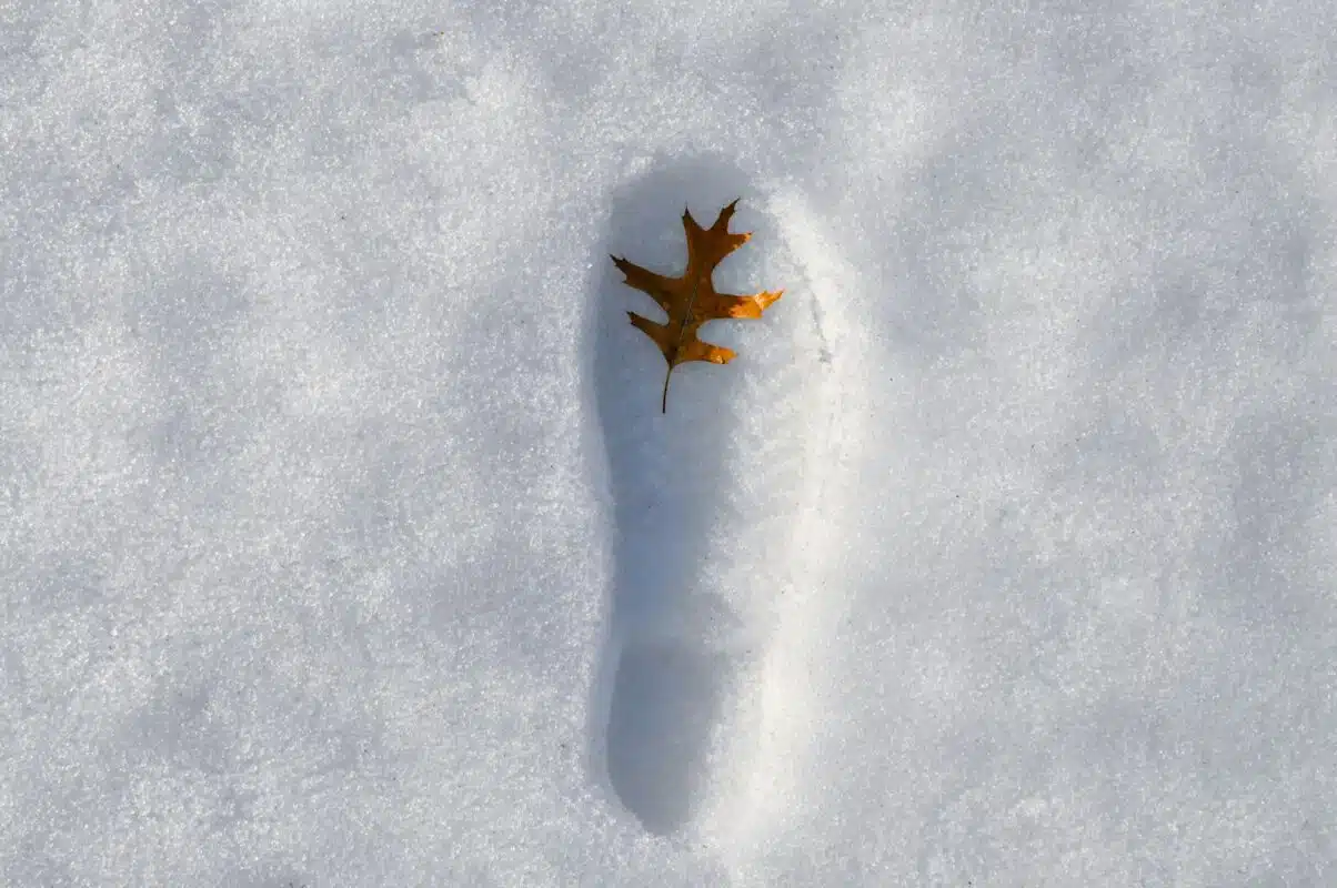 An autumnal leaf in the footprint of a boot, in the snow