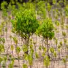 Kenya (Lamu) Mangrove saplings