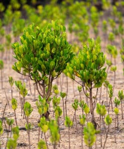 Kenya (Lamu) Mangrove saplings