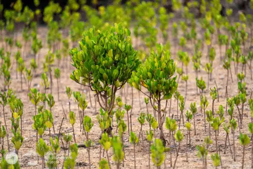 Kenya (Lamu) Mangrove saplings